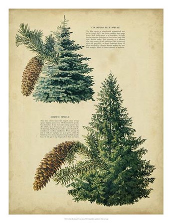 Colorado Blue Spruce &amp;Norway Spruce art print