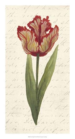Twin Tulips II by Grace Popp art print