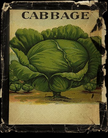 Vintage Cabbage by Beth Albert art print