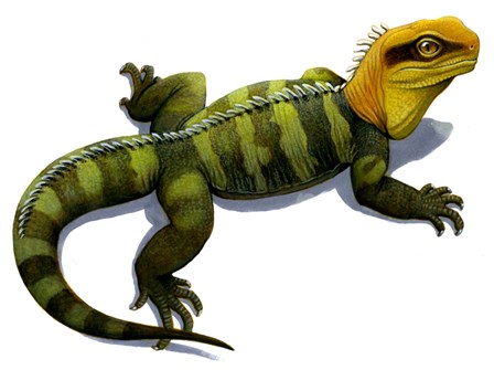 Clevosaurus by H. Kyoht Luterman/Stocktrek Images art print