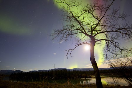 Aurora Borealis with Tree and Pleiades, Yukon, Canada by Joseph Bradley/Stocktrek Images art print