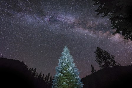 Pine Tree Glows Under the Arch of the Milky Way by John Davis/Stocktrek Images art print