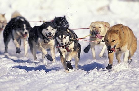 Iditarod Dog Sled Racing through Streets of Anchorage, Alaska, USA by Paul Souders / Danita Delimont art print