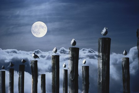Seagulls Perched on Wooden Posts under a Full Moon by Stocktrek Images art print