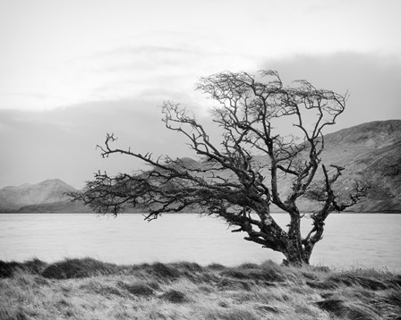 Connemara Tree I by Geoffrey Ansel Agrons art print