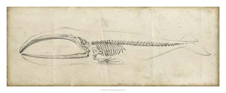 Whale Study I by Ethan Harper art print