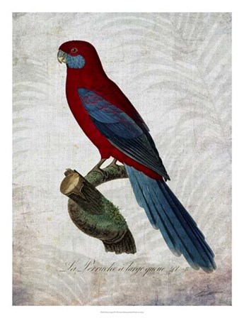 Parrot Jungle II by John Butler art print