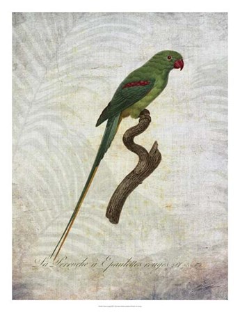 Parrot Jungle III by John Butler art print