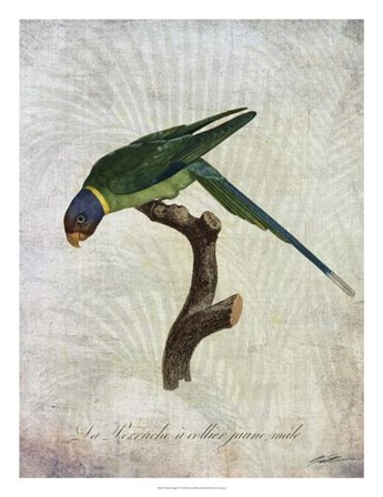 Parrot Jungle IV by John Butler art print