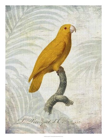 Parrot Jungle V by John Butler art print