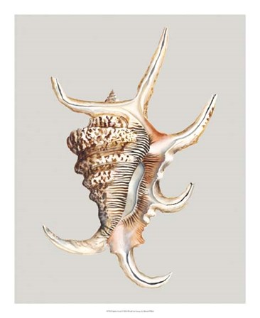 Spider Conch by Michael Willett art print