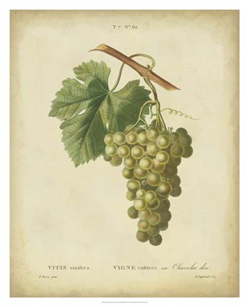 Antique Bessa Grapes II by Pancrace Bessa art print