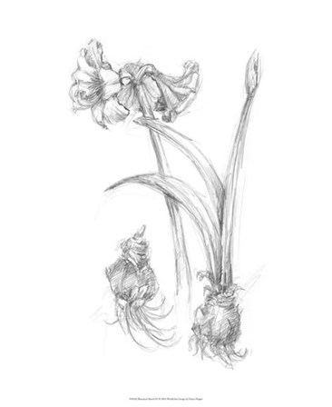 Botanical Sketch IV by Ethan Harper art print