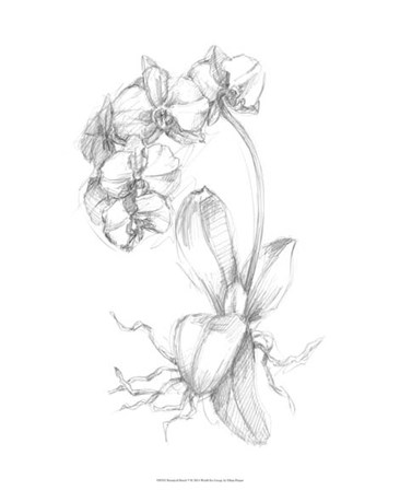 Botanical Sketch V by Ethan Harper art print