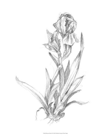 Botanical Sketch VI by Ethan Harper art print