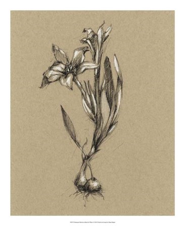 Botanical Sketch Black &amp; White I by Ethan Harper art print