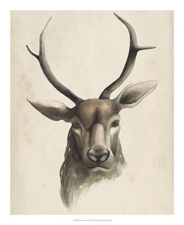 Watercolor Animal Study I by Grace Popp art print