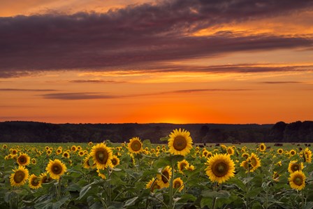 Sunset over Sunflowers by Michael Blanchette Photography art print