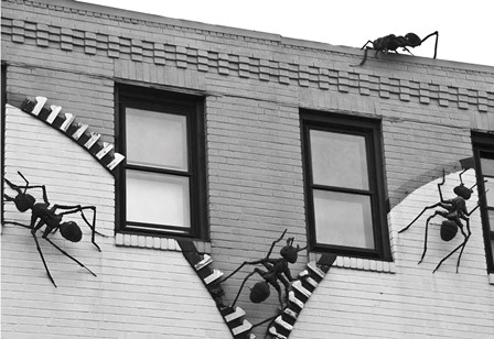 Ants (b/w) by Erin Clark art print