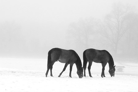 Feeding Pair by Erin Clark art print