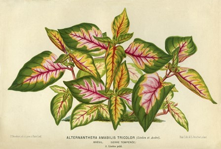 Alternanthera Amabilis Tricolor by Print Collection art print
