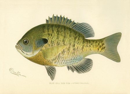 Blue Gill Sun Fish by Print Collection art print