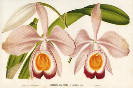 Cattleya Eldorado Splendens by Print Collection art print
