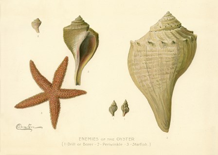 Enemies of the Oyster by Print Collection art print