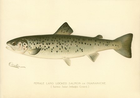 Female Land Locked Salmon by Print Collection art print