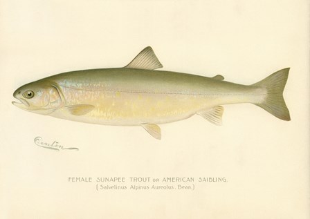 Female Sunapee Trout by Print Collection art print