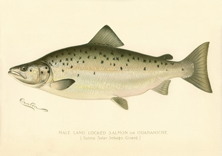 Male Land Locked Salmon by Print Collection art print