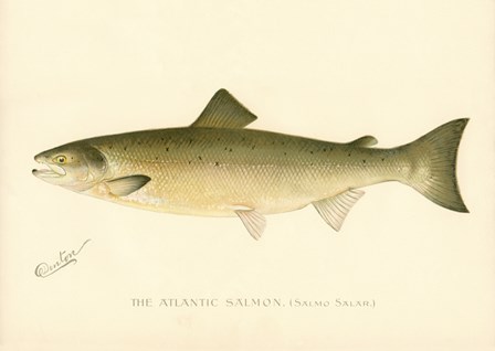 The Atlantic Salmon by Print Collection art print