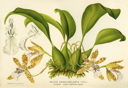 The Blood-Stained Helcia by Print Collection art print