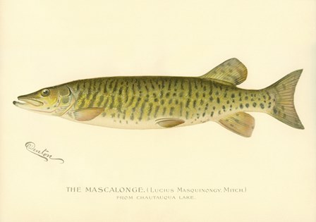 The Mascalonge by Print Collection art print