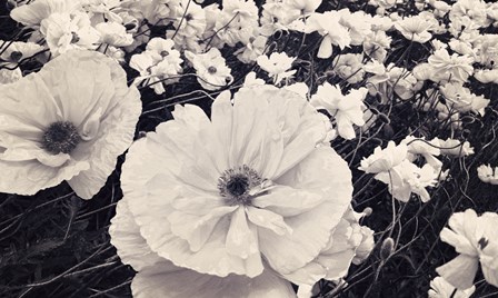 White Poppy Field by Mindy Sommers art print