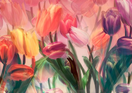 Tulip Flamenco by Mindy Sommers art print