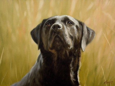 Black Lab 12 by John Silver art print