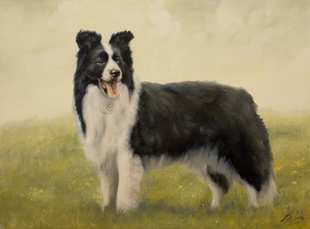 Border Collie 7 by John Silver art print