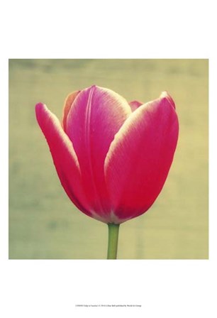 Tulip in Fuchsia I by Lillian Bell art print