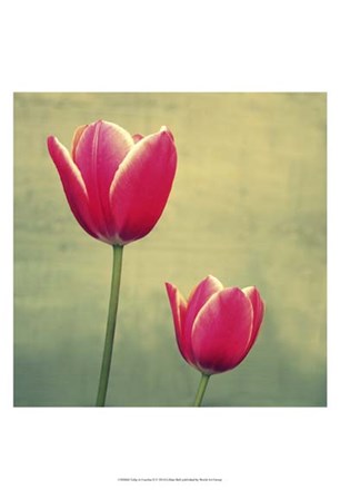 Tulip in Fuchsia II by Lillian Bell art print