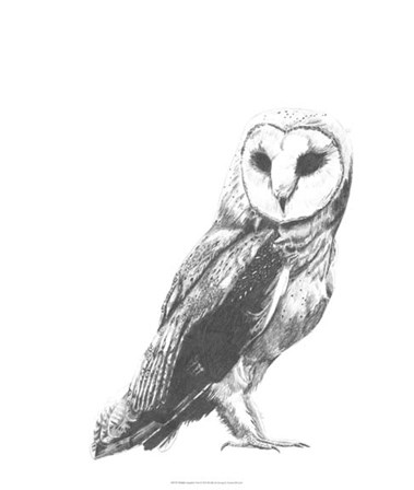 Wildlife Snapshot: Owl by Naomi McCavitt art print