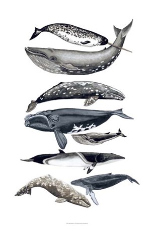 Whale Display II by Naomi McCavitt art print