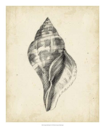 Antique Shell Study II by Ethan Harper art print