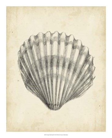 Antique Shell Study III by Ethan Harper art print