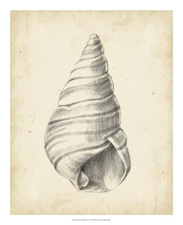 Antique Shell Study V by Ethan Harper art print