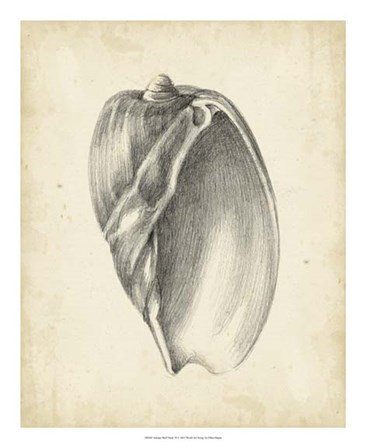 Antique Shell Study VI by Ethan Harper art print