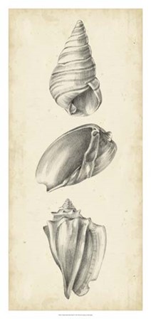 Antique Shell Study Panel II by Ethan Harper art print