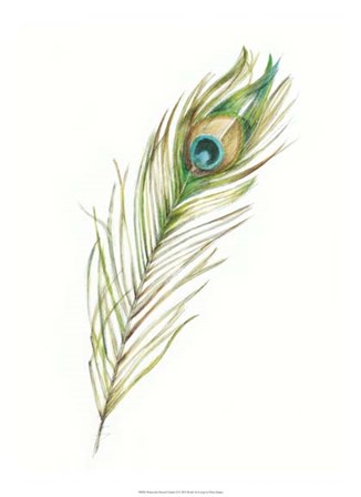 Watercolor Peacock Feather II by Ethan Harper art print