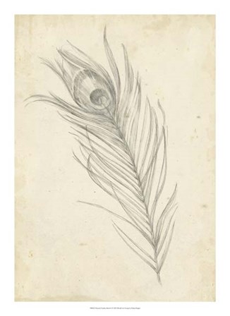 Peacock Feather Sketch I by Ethan Harper art print