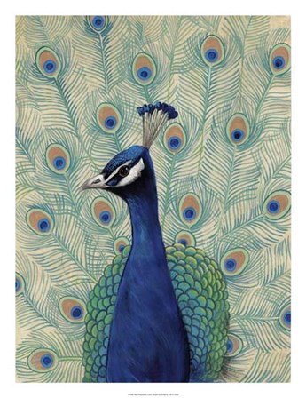 Blue Peacock II by Timothy O&#39;Toole art print